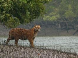 Sundarbans Bengal tiger royal