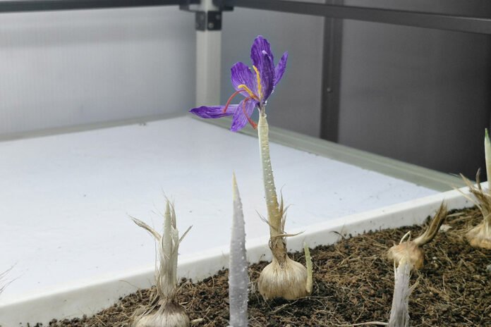 North_Bengal_University_Successfully_Cultivates_Saffron_Using_Aeroponic_Method_For_First_Time